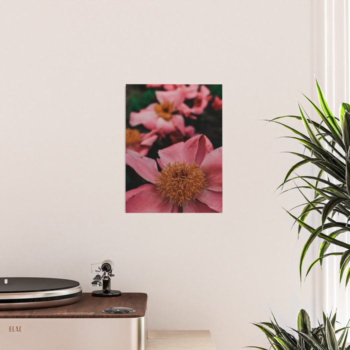 Pink Peony Flower Photographic Study 2 Poster Gallery Image 2