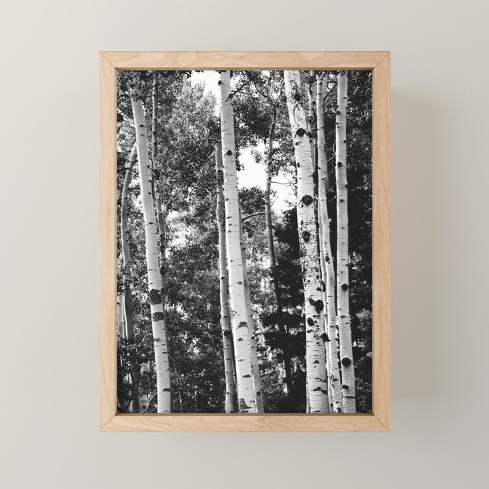 Aspen Forest - Black And White Nature Photography Mini Art Print Gallery Image 1