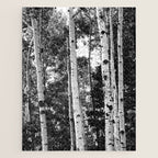 Aspen Forest - Black And White Nature Photography Jigsaw Puzzle Gallery Image 1
