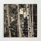 Aspen Forest - Black And White Nature Photography Wood Wall Art Gallery Image 1
