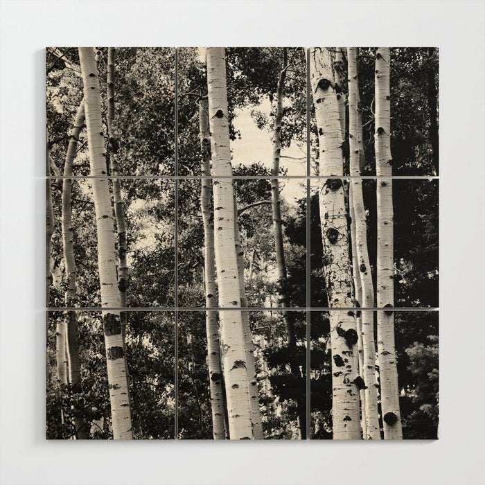 Aspen Forest - Black And White Nature Photography Wood Wall Art Gallery Image 1