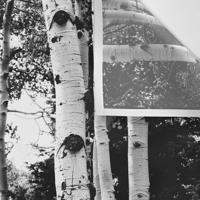 Aspen Forest - Black And White Nature Photography Wall Tapestry Gallery Image 3