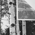 Aspen Forest - Black And White Nature Photography Wall Tapestry Gallery Image 3