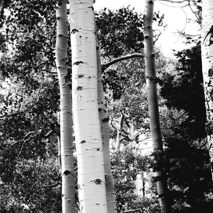 Aspen Forest - Black And White Nature Photography Coffee Mug Gallery Image 2