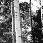 Aspen Forest - Black And White Nature Photography Coffee Mug Gallery Image 2