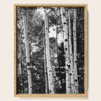 Aspen Forest - Black And White Nature Photography Serving Tray Gallery Image 1
