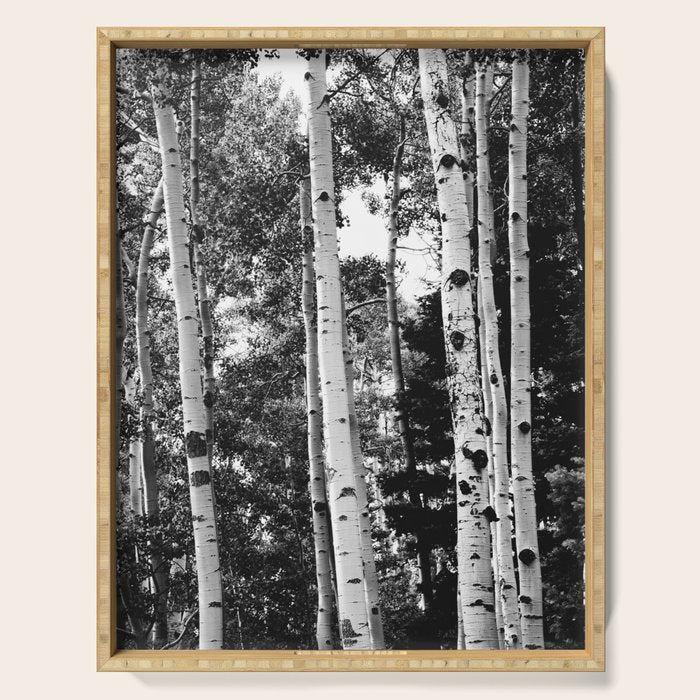 Aspen Forest - Black And White Nature Photography Serving Tray Gallery Image 1