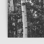 Aspen Forest - Black And White Nature Photography Poster Gallery Image 3
