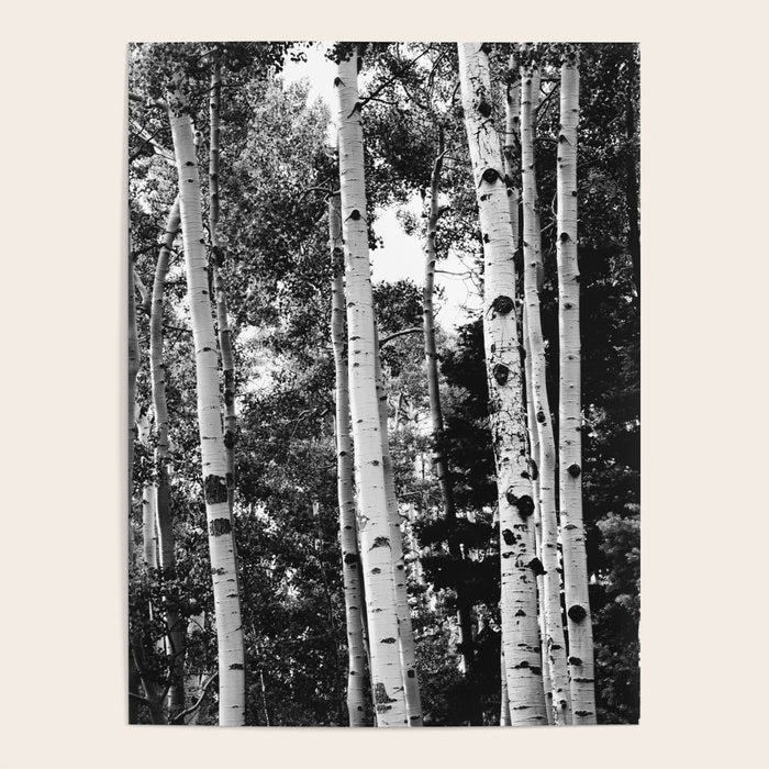 Aspen Forest - Black And White Nature Photography Poster Gallery Image 4