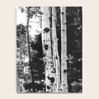 Aspen Forest - Black And White Nature Photography Notebook Gallery Image 4