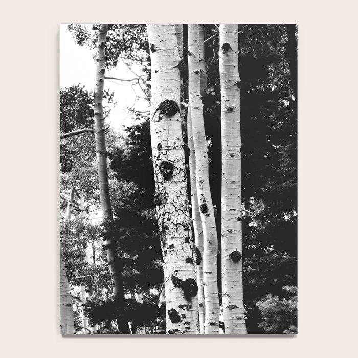 Aspen Forest - Black And White Nature Photography Notebook Gallery Image 4
