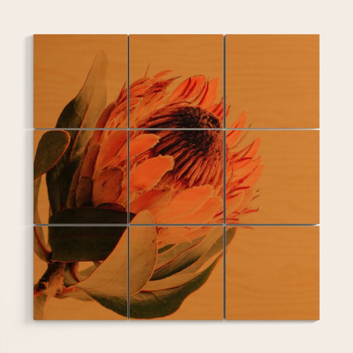 Protea - golden Wood Wall Art Gallery Image 1