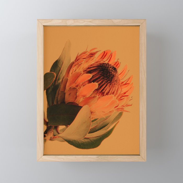 Protea - golden Mini Art Print Gallery Image 1
