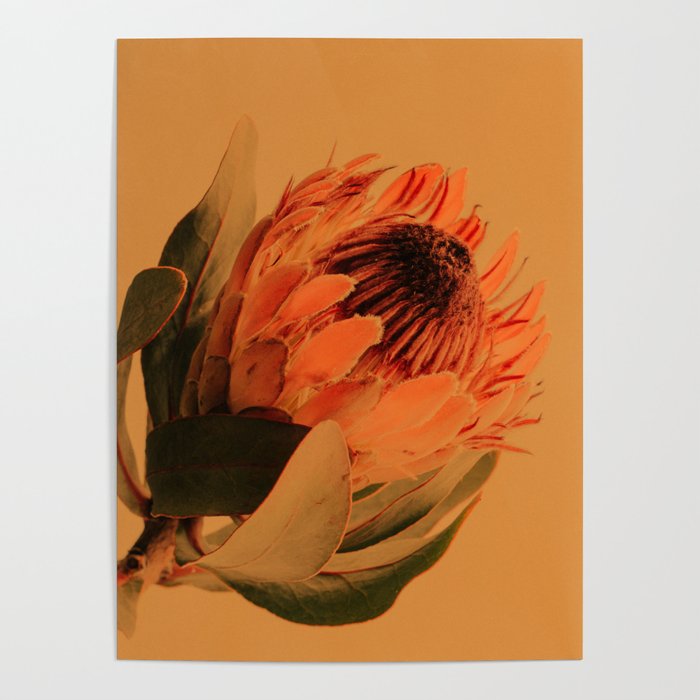 Protea - golden Poster Gallery Image 4