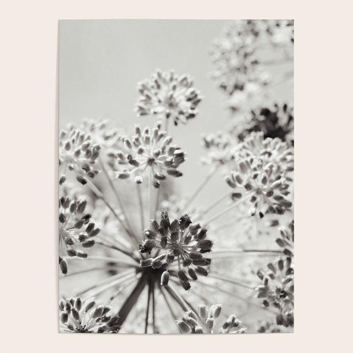 botanical abstract photograph no. 2 - modern black and white floral art Poster Gallery Image 4