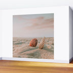 seashells ii Wall Mural Gallery Image 2