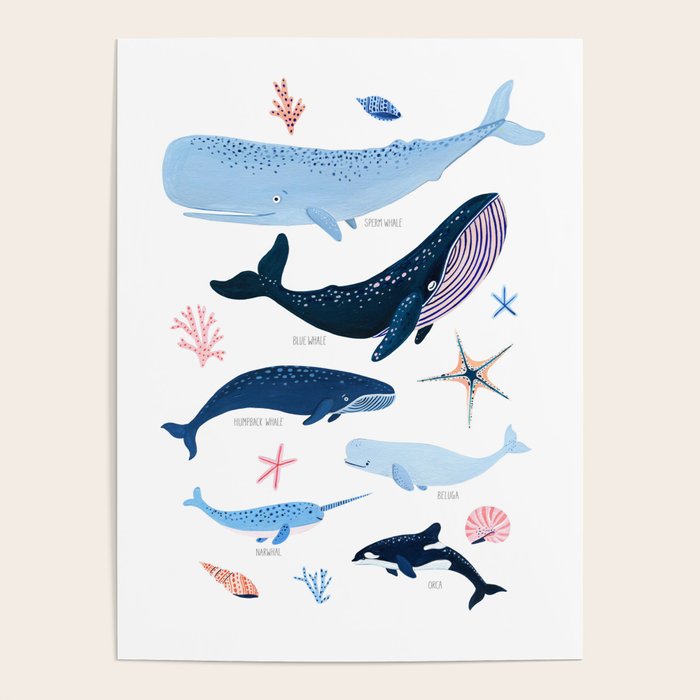 Whale Species Poster Gallery Image 4