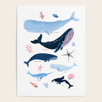 Whale Species Poster Gallery Image 4