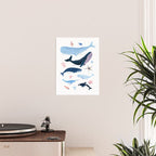 Whale Species Poster Gallery Image 2