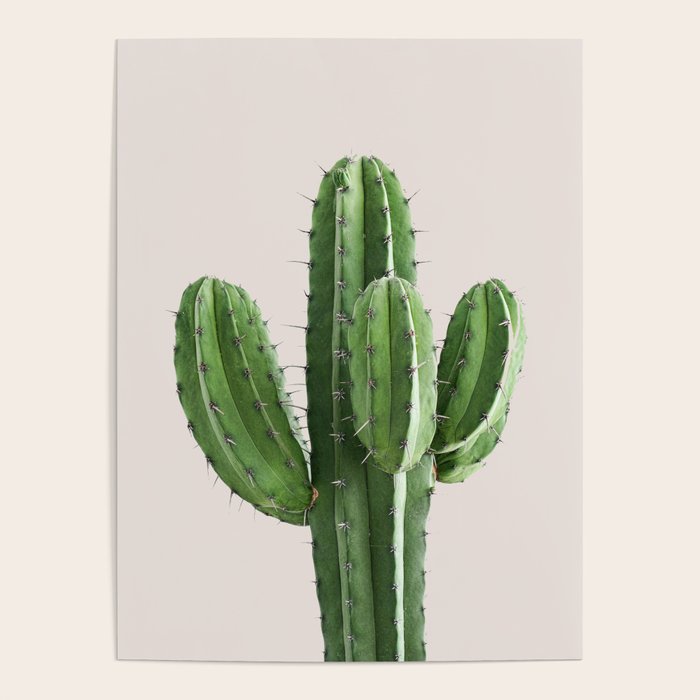 Cactus 4 Poster Gallery Image 4