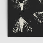 moths Poster Gallery Image 3
