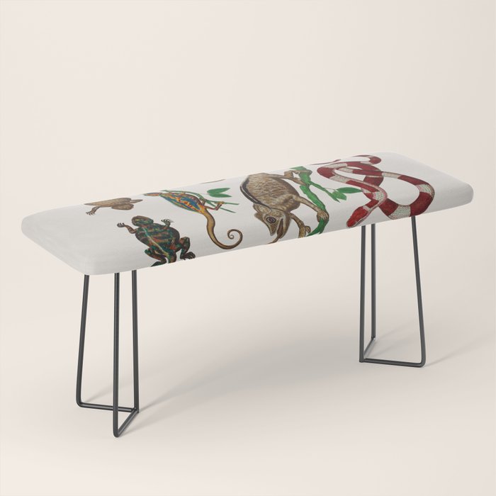 Albertus Seba Iguana And Snakes Bench Gallery Image 1