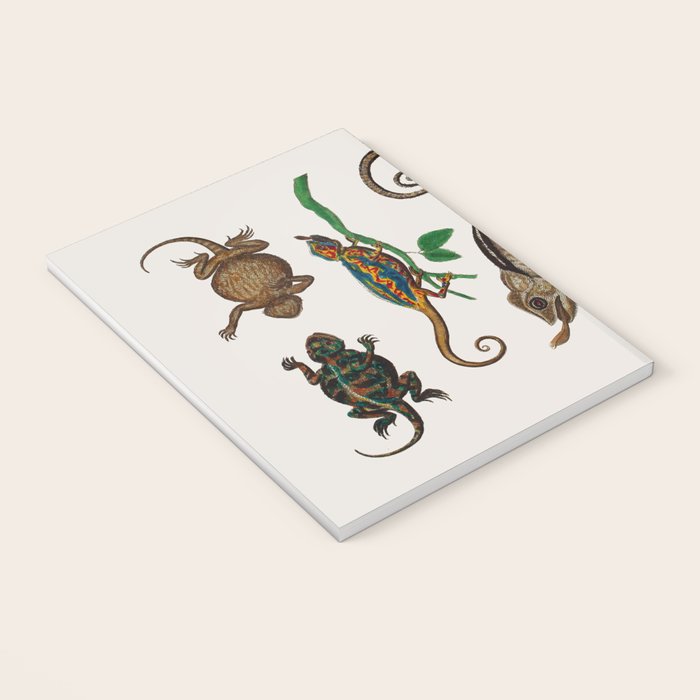 Albertus Seba Iguana And Snakes Notebook Gallery Image 3