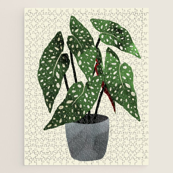 begonia maculata interior plant Jigsaw Puzzle Gallery Image 1