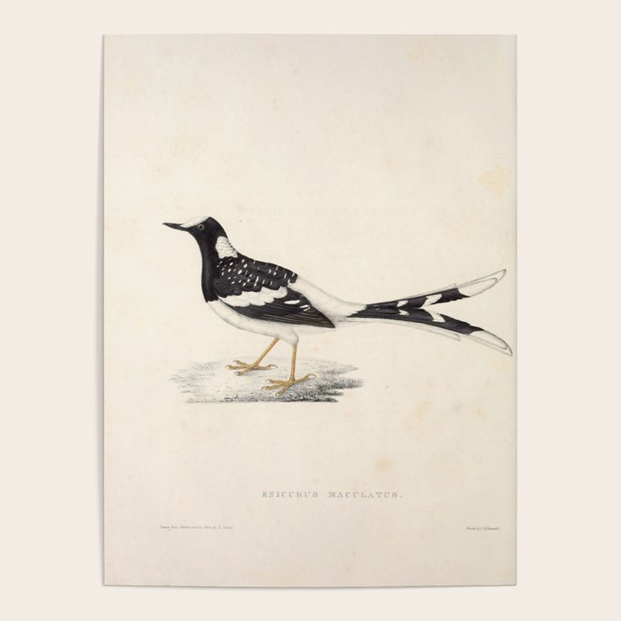Spotted forktail by Elizabeth Gould from "A Century of Birds from the Himalaya Mountains," 1831 Poster Gallery Image 4