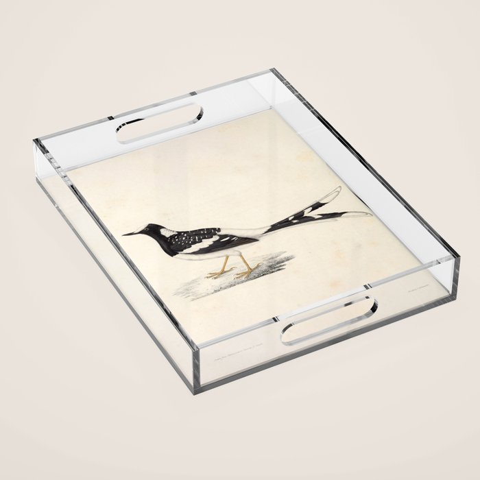 Spotted forktail by Elizabeth Gould from "A Century of Birds from the Himalaya Mountains," 1831 Acrylic Tray Gallery Image 1