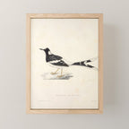 Spotted forktail by Elizabeth Gould from "A Century of Birds from the Himalaya Mountains," 1831 Mini Art Print Gallery Image 1