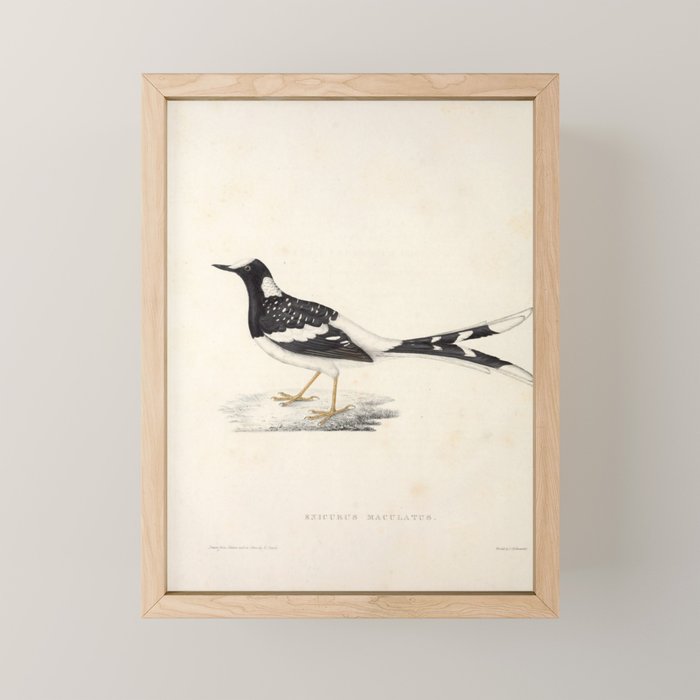 Spotted forktail by Elizabeth Gould from "A Century of Birds from the Himalaya Mountains," 1831 Mini Art Print Gallery Image 1