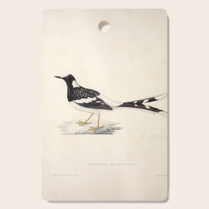 Spotted forktail by Elizabeth Gould from "A Century of Birds from the Himalaya Mountains," 1831 Cutting Board Gallery Image 1