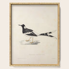 Spotted forktail by Elizabeth Gould from "A Century of Birds from the Himalaya Mountains," 1831 Serving Tray Gallery Image 1