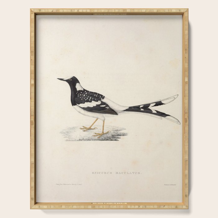 Spotted forktail by Elizabeth Gould from "A Century of Birds from the Himalaya Mountains," 1831 Serving Tray Gallery Image 1