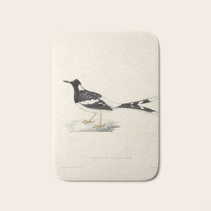 Spotted forktail by Elizabeth Gould from "A Century of Birds from the Himalaya Mountains," 1831 Bath Mat Gallery Image 1