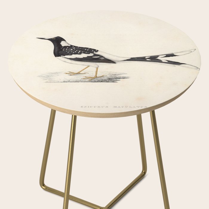 Spotted forktail by Elizabeth Gould from "A Century of Birds from the Himalaya Mountains," 1831 Side Table Gallery Image 2