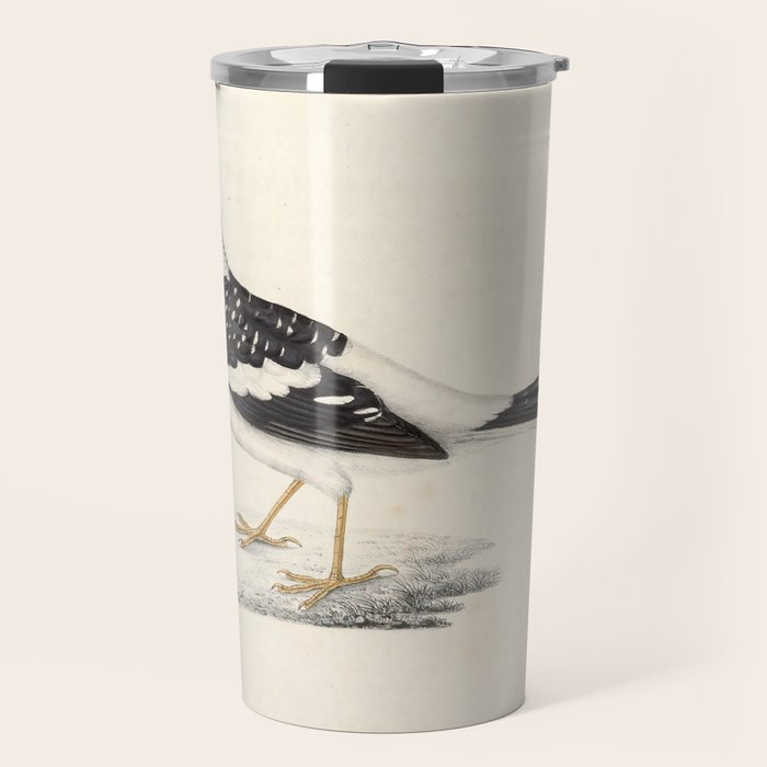 Spotted forktail by Elizabeth Gould from "A Century of Birds from the Himalaya Mountains," 1831 Travel Mug Gallery Image 1
