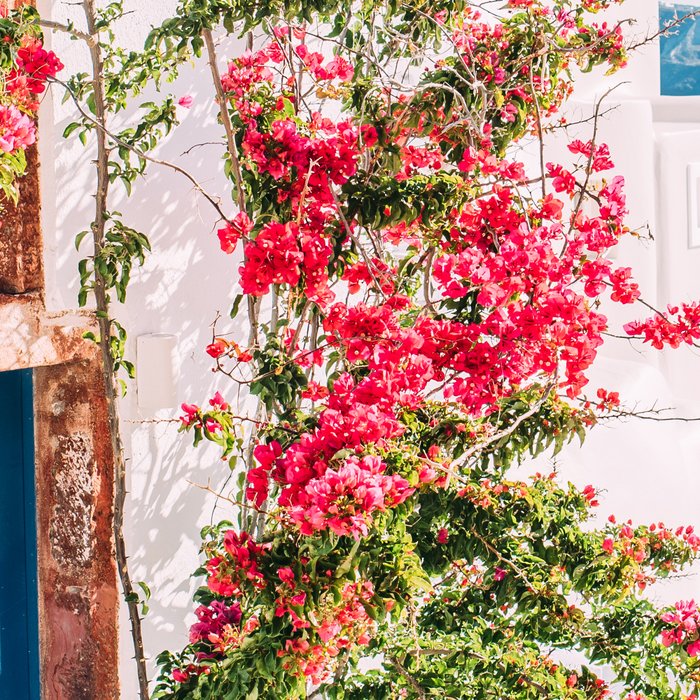 Blue Door in Santorini - Greece Travel Photography - Summer Island Coffee Mug Gallery Image 2