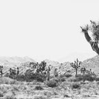 Joshua Tree Monochrome, No. 1 Coffee Mug Gallery Image 2