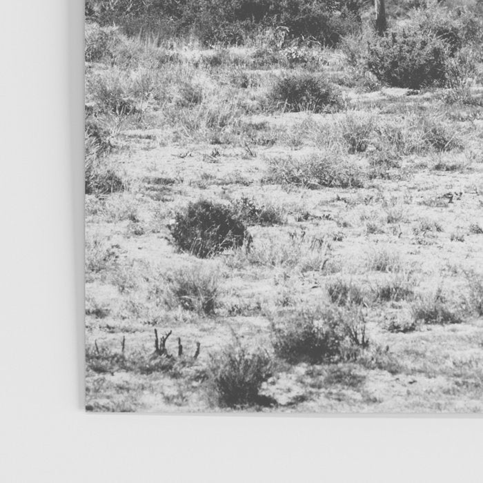 Joshua Tree Monochrome, No. 1 Poster Gallery Image 3