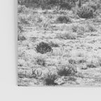 Joshua Tree Monochrome, No. 1 Poster Gallery Image 3