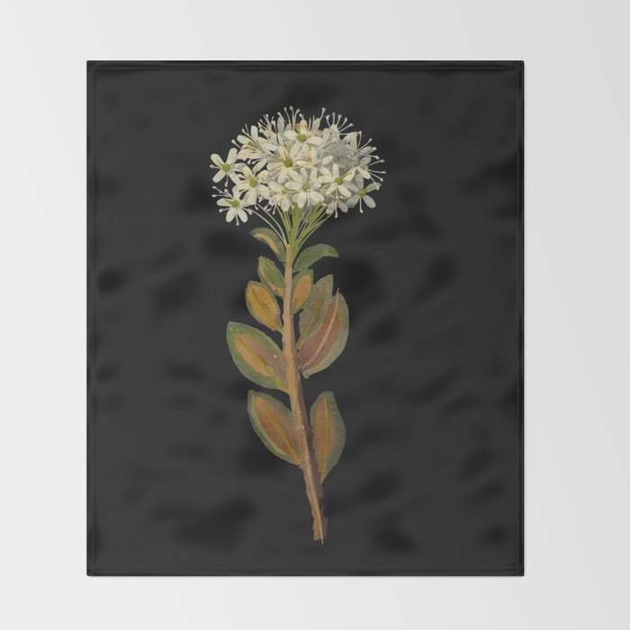 Ledum Latifolium by Mary Delany Paper Collage Floral Flower Botanical Paper Mosaic Vintage Scientific Plant Anatomy  Throw Blanket Gallery Image 2