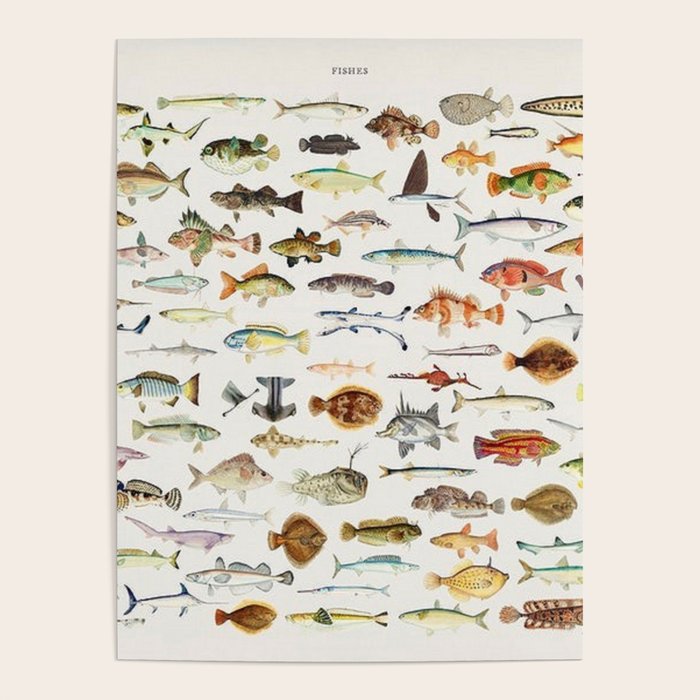 Illustrated Colorful Southern Pacific Exotic Game Fish Identification Chart Poster Gallery Image 4