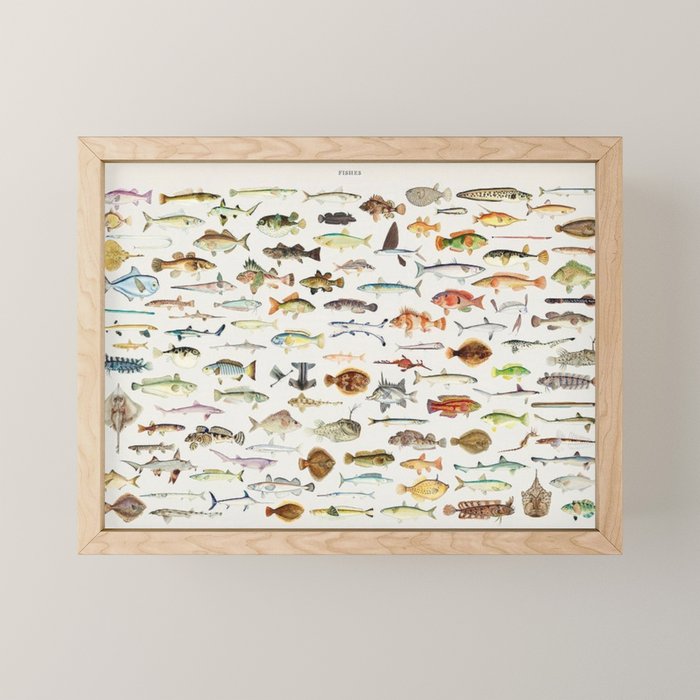 Illustrated Colorful Southern Pacific Exotic Game Fish Identification Chart Mini Art Print Gallery Image 1