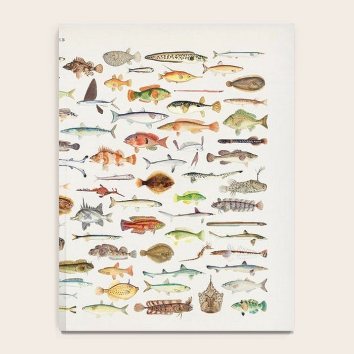 Illustrated Colorful Southern Pacific Exotic Game Fish Identification Chart Notebook Gallery Image 4