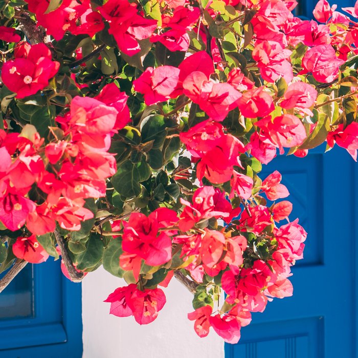 Blue Door in Santorini Greece - Pink Flowers by House - Fine Art Travel Photography Coffee Mug Gallery Image 2