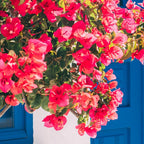 Blue Door in Santorini Greece - Pink Flowers by House - Fine Art Travel Photography Coffee Mug Gallery Image 2
