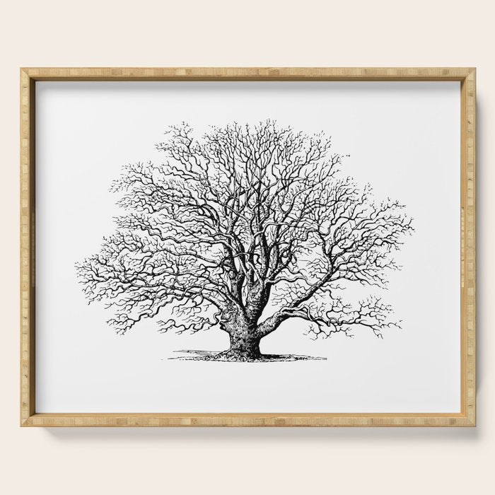 oak tree botanical no2 Serving Tray Gallery Image 1