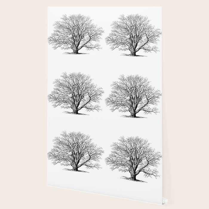 oak tree botanical no2 Wallpaper Gallery Image 2